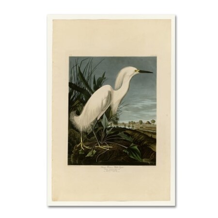 Trademark Fine Art John James Audubon 'Snowy Heron' Canvas Art, 22x32 AA01284-C2232GG